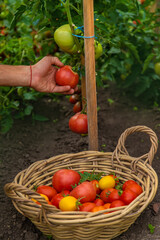 Male farmer harvests tomatoes in the garden. Selective focus.