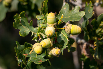 Obraz premium Autumn is approaching and the acorns are growing on the oak tree again, photo taken in the nature reserve called 