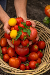 Fototapeta na wymiar Male farmer harvests tomatoes in the garden. Selective focus.