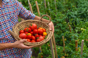 Male farmer harvests tomatoes in the garden. Selective focus.