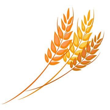 recommend clip art: Spikes of wheat with grains. Whole stalks. Isolated vector illustration