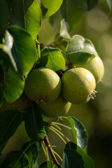 Birnen an einem Baum im Sonnenschein