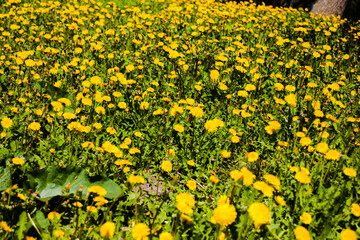 field of flowers