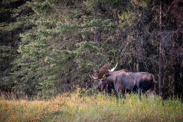 bull moose in Jasper