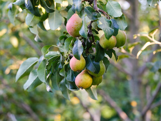 A close-up shot of organic pears branch on a pear tree