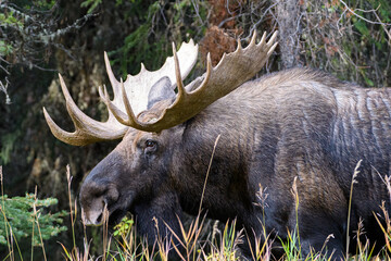 massive moose