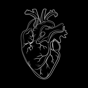 Doodle anatomical heart line art abstract drawing,vector illustration isolated on black background.Silhouette of human heart white line drawing for healthcare design.Sign,logo emblem,print