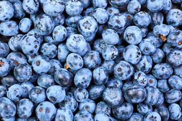 Blueberry background from Freshly picked berries