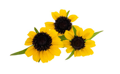 flower coneflower isolated