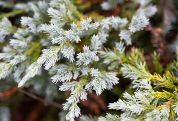 background of thuja close-up