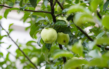 apples on a tree close-up in summer