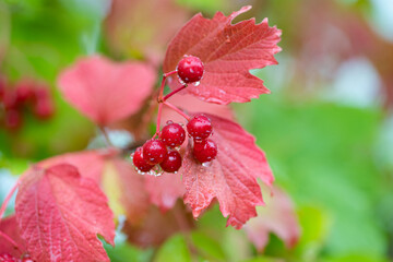 background of bunches of viburnum close-up