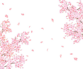 美しく華やかな満開の薄いピンク色の桜の花と花びら舞い散る春の白バックフレームベクター素材イラスト
