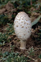 wild mushrooms, Coprinus comatus, shaggy ink cap, lawyer's wig, shaggy mane mushroom 
