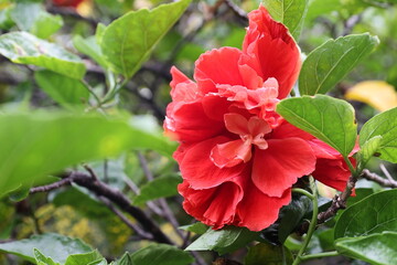 Obraz premium red hibiscus 