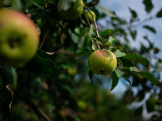 green apples on a tree