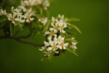 blooming pear tree branch in the spring garden