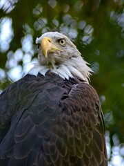 Amnéville Zoo, August 2022 - Magnificent bald eagle