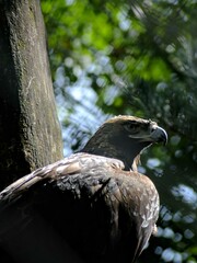 Amnéville Zoo, August 2022 - Magnificent Imperial Eagle