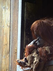 Amnéville Zoo, August 2022 - Beautiful Orangutan with baby
