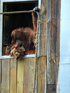 Amnéville Zoo, August 2022 - Beautiful Orangutan with baby