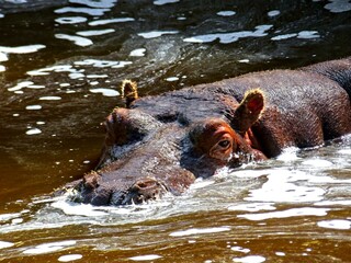 Amnéville Zoo, August 2022 - Magnificent Hippopotamus
