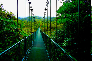 Fototapeta na wymiar Monteverde Regenwald und Hängebrücken_Costa Rica