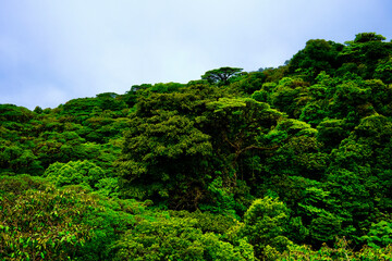 Obraz premium Monteverde Regenwald und Hängebrücken_Costa Rica