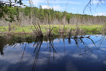 Pond in Algonquin Provincial Park, Ontario