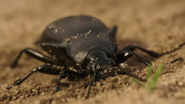 Large black bronze beetle carabid Carabus with coppery sheen on ground