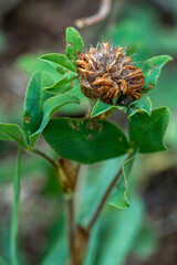 macro de trèfle fané