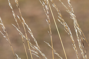 Obraz premium grass in the wind