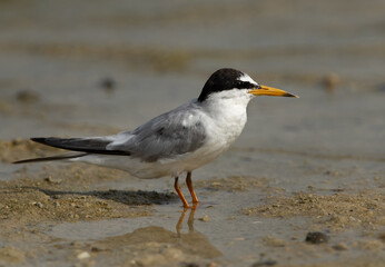 Saunders tern at Busaiteen coast, Bahrain