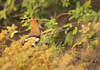 Hoopoe perched on the ground behind bushes, Bahrain