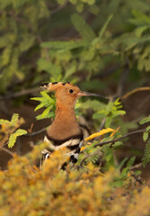 Hoopoe hiding in bushes, Bahrain