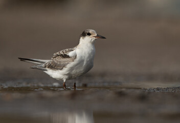 White-cheeked Tern juvenile at Asker marsh, Bahrain