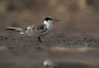 Juvenile White-cheeked Tern at Asker marsh, Bahrain