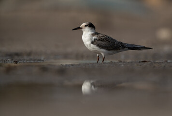 Juvenile White-cheeked Tern at Asker marsh, Bahrain