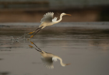 Western reef heron takeoff at Tubli bay, Bahrain