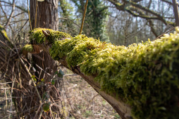 Mossy branch