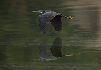 Juvenile Western reef heron in flight at Tubli bay, Bahrain