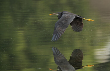Juvenile Western reef heron flying at Tubli bay, Bahrain