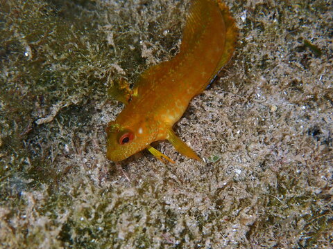 Ringneck Blenny (Parablennius pilicornis) fish underwater photo in Costa Blanca, Spain