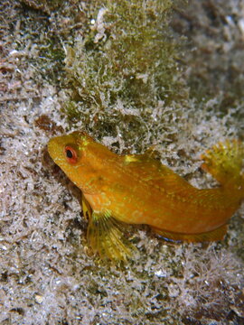 Ringneck Blenny (Parablennius pilicornis) fish underwater photo in Costa Blanca, Spain