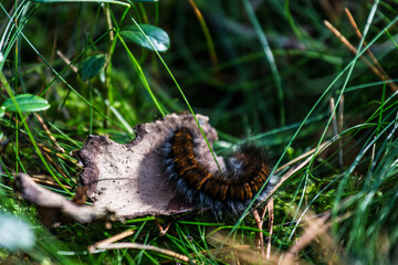 caterpillar on aleaf