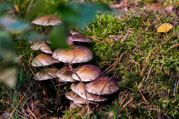 mushroom in the forest