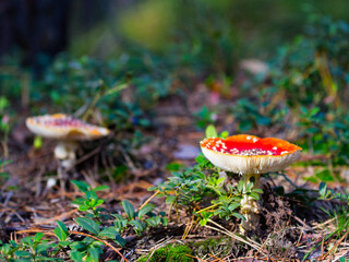fly agaric mushroom in forest