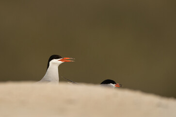 White-cheeked tern perched on the ground, Bahrain