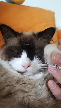 Katze
