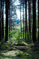 path in the forest